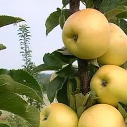 Саджанець Agro-Market Яблуня колоноподібна Медок укорінена в контейнері (саджанець 2 роки) (99963)