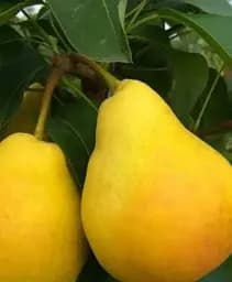 Саженец Agro-Market Груша Шарне (Charneux) (осенний сорт, средний срок созревания) 1 шт. в упаковке (101979)