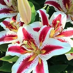 Лілія "Hachi" (Гігантська квітка) (186402) 1 шт