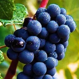 Саджанець Agro-Market Виноград темно-синій Чорне море (Black Sea) преміальний високоврожайний винний сорт) 1 шт. в пакуванні (44312)