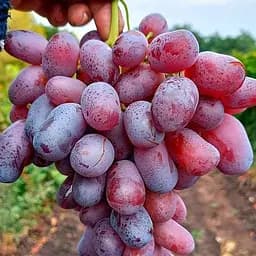 Саженец Agro-Market Виноград Ризамат (ранне-средний срок созревания, высокоурожайный сорт) 1 шт. в упаковке (20053)