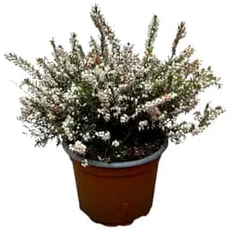 Еріка квітуча 2-річна White Perfection вазон С2 (185103) 1 саджанець в упаковці Нидерланды