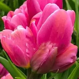 Тюльпан "Happy Family" (багатоквітковий) (186165) 2 шт