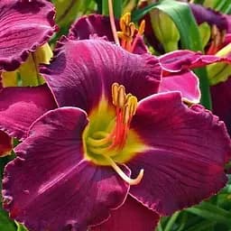 Лилейник "Shades of Darkness" 1 шт (36203)