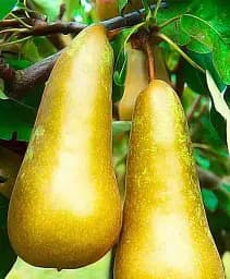 Саджанець Agro-Market Груша Конференція (зимовий сорт, пізній термін дозрівання) 1 шт. в упаковці (21365)