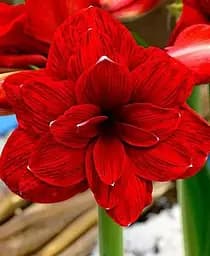 Цибулина Agro-Market Амариліс Double Dragon 1 шт. в упаковці (181373)