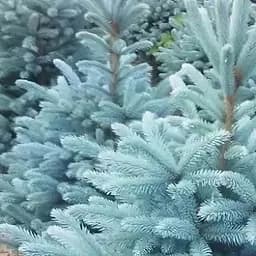 Саджанець Agro-Market Ялина 2-х річна Блакитна колюча Kaibab S3, висота 20-25 см (62770)