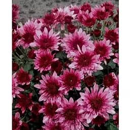 Хризантема Садова "Avalon Pink" (висота 30-50см) (103583) 1 саженец