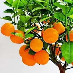 Саджанець Agro-Market Апельсин Ваніл.Сангуіно (45383) 1 шт. в упаковці