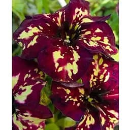 Саджанець Agro-Market Сурфінія Crazy Dance (контейнер № 10, висота 10-15 см) (48015) 1 шт.