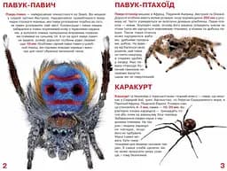 Велика книга Кристал Бук Павуки (F00014639) - мініатюра 2