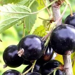 Саженец Agro-Market Смородина черная Юбилейная Копаня (средне-поздний срок созревания) 1 шт. в упаковке (17545)