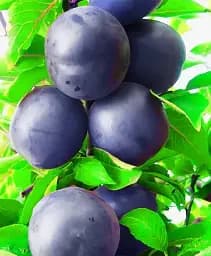 Саджанець Agro-Market Алича колоноподібна Синя (літній сорт, середній термін дозрівання) 1 шт. в упаковці (178739)