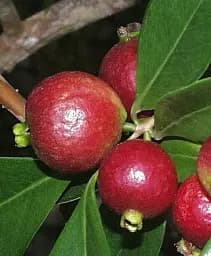 Саджанець Agro-Market Гуава (саджанець 25-30 см) 1 шт. в упаковці (43055)