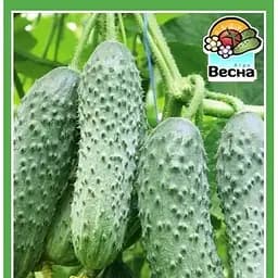 Насіння Весна Огірок Тітус F1 0.5 г (10480)