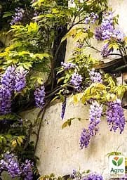 Саджанець Agro-Market Гліцинія насичено бузково-блакитна Казковий сад (Fairy garden) (преміальний махровий сорт) (46042) - мініатюра 3