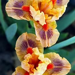 Саджанець Agro-Market Ірис карликовий Jive  1 шт.