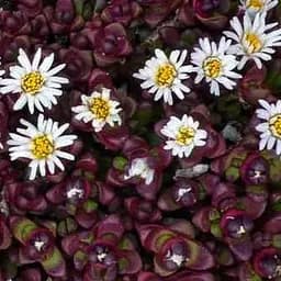 Делосперма темнолистная (цветущий суккулент) Alpinum (190691) 1 саженец в упаковке