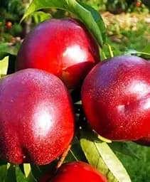 Саджанець Agro-Market Нектарин Ванг-8 (лисий персик, літній сорт, середній термін дозрівання) 1 шт. в упаковці (35800)