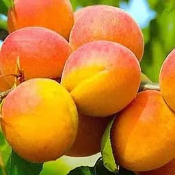 Саженец Agro-Market Абрикос Шедевр (летний сорт, средний срок созревания) (39861) 1 шт. в упаковке