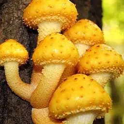 Міцелій на дубових брусочках "Чешуйчатка золотиста" 10шт (45299)