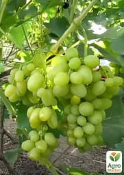 Саджанець Agro-Market Виноград Білий Кришталь (надранній великий мускат) 1 шт. в пакуванні (158229) - мініатюра 2