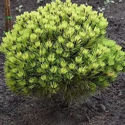 Сосна густоквіткова Agro-Market Low Glow С7.5 діаметр 35-45 см 188140 1 саджанець в упаковці