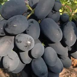 Саджанець Agro-Market Виноград Сентябрина (середньо-пізній термін дозрівання, велике гроно) 1 шт. в пакуванні (112591)