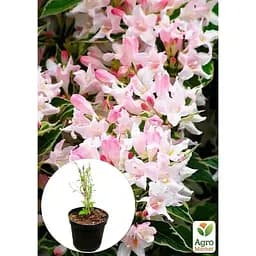 Саджанець Agro-Market Вейгела 2-х річна Splendid С3 висота 20-40 см (152339) 1 шт. в упаковці - мініатюра 4