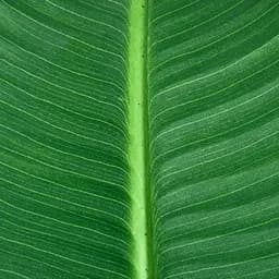 Штучна рослина Engard Banana Tree 155 см (TW-09) - мініатюра 2