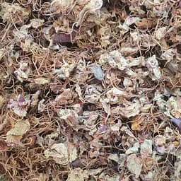 Каштан цвет сушеный - свежий урожай 100 г 