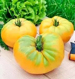 Насіння Весна на вагу Томат Корифей ціна за 1 г (178445)