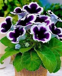 Бульба Agro-Market Глоксинія Kaiser Wilhelm 1 шт. в упаковці (19647)