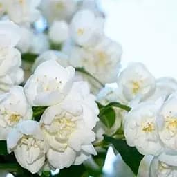 Саджанець Agro-Market Жасмин садовий махровий білосніжний Світанок Княжни (Dawn of the Princess) (преміальний ароматний сорт) (48948)