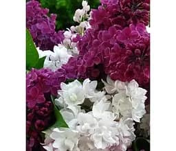 Саженец Agro-Market Сирень обыкновенная Микс сортов (182248) 1 шт. в упаковке