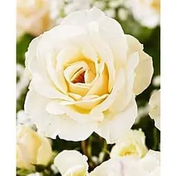 Саженец Agro-Market Роза чайно-гибридная Advance (класс АА+) высший сорт (37146) 1 шт.