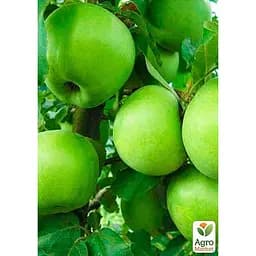 Саджанець Agro-Market Яблуня Ренет Симиренко укорінена в контейнері (саджанець 2 роки) 1 шт. в упаковці (99973)