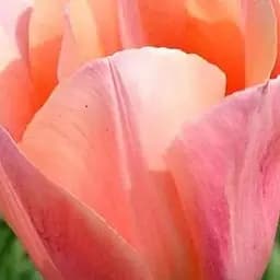 Тюльпан "Apricot Beauty" 3 шт (17071)