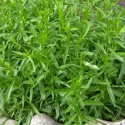 Саджанець Agro-Market Тархун Мексиканський Ацтек (широко застосовується в медицині) (52923) 1 шт в упаковці