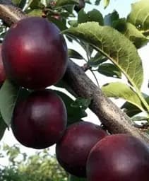 Саджанець Agro-Market Алича насичено-бордового кольору Романтика (Romance) (преміальний скороплідних річний сорт) 1 шт. в упаковці (47387)