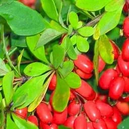 Саджанець Agro-Market Барбарис рубіново-червоний Мозаїка (Mosaic) (преміальний морозостійкий сорт) (48158)