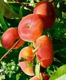 Саджанець Agro-Market Інжирний персик з червоним рум'янцем Маршмеллоу (Marshmallow) (преміальний урожайний сорт, ранній термін дозрівання) 1 шт. в упаковці (48919)