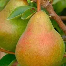 Саджанець Agro-Market Груша Львівський сувенір (зимовий сорт, пізній термін дозрівання) (25921) 1 шт. в упаковці