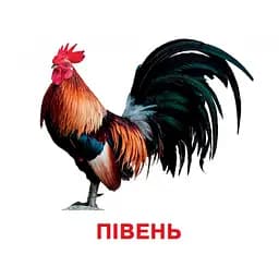 Розвиваючі картки для дітей Jumbi Домашні тварини 18 картинок J012yD  - мініатюра 3