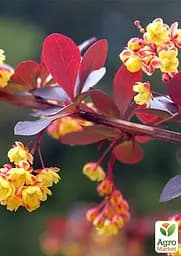 Саджанець Agro-Market Барбарис Тунберга 3-х річний Atropurpurea Nana С3, висота саджанця від 25см (175131) - мініатюра 5