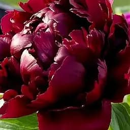 Пион травяной "Black Star" (189241) 1 шт Нидерланды