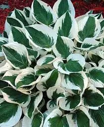 Саженец Agro-Market Хоста Patriot 1 шт. в упаковке (25310)