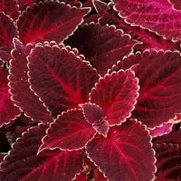 Колеус Grande Vesuvius 1 саженец (153052)