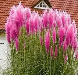 Саджанець Agro-Market Кортадерія Пампасна трава 3х літня Pink Feather (101677) 1 шт. в упаковці