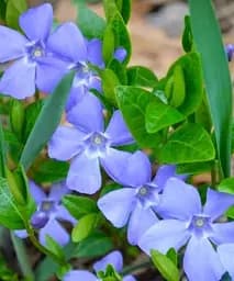 Саджанець Agro-Market Барвінок малий Vinca minor вазон С2, 1 шт. в упаковці (115625)